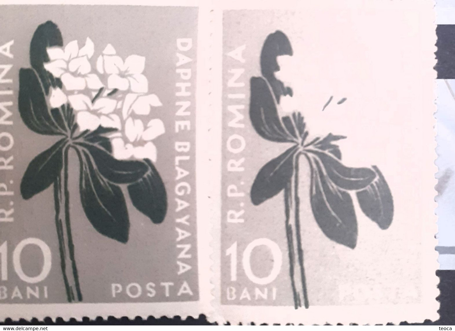 Errors Romania 1957 # Mi 1648 Printed With Displaced Leaves, Stem Out Of Frame, - Errors, Freaks & Oddities (EFO)