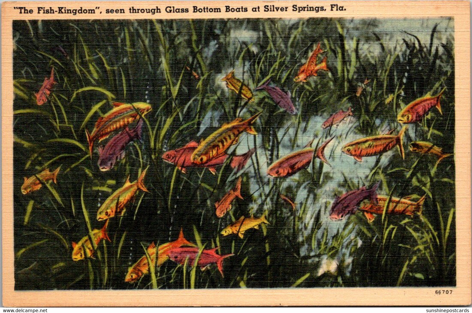 Florida Silver Springs The Fish Kingdom Seen Through Glass Bottom Boats - Silver Springs