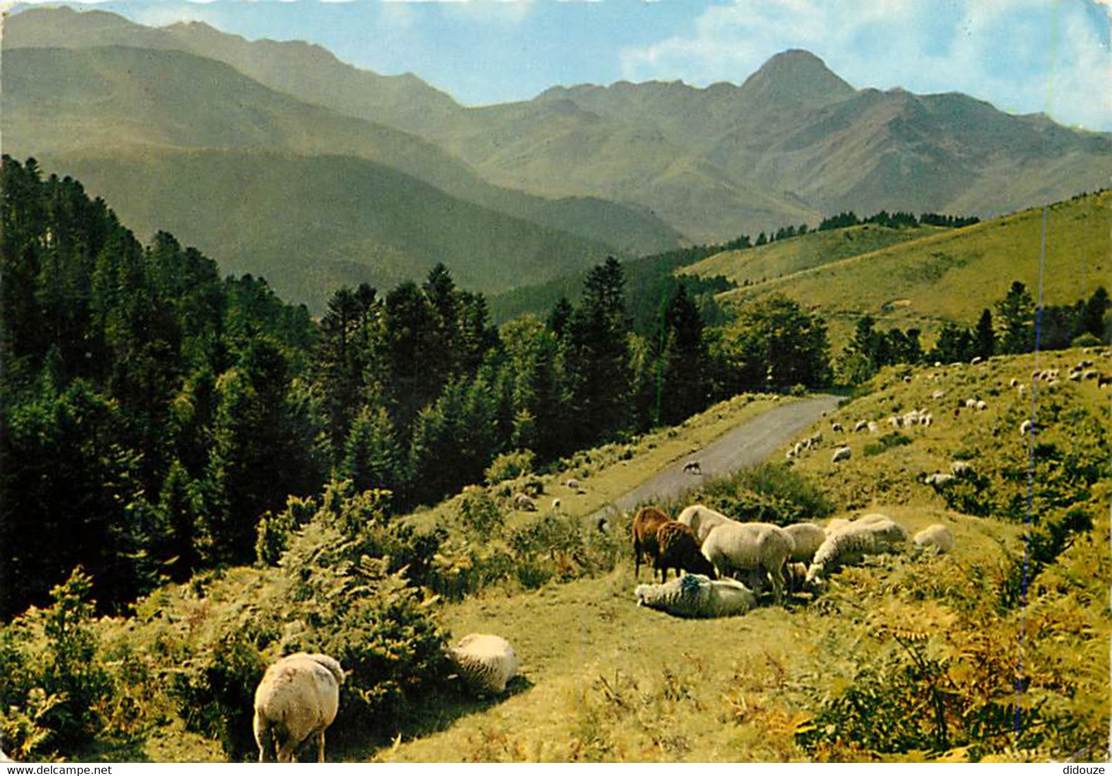 65 - Hautes Pyrénées - Col D'Aspin - Moutons - CPM - Voir Scans Recto-Verso - Other & Unclassified