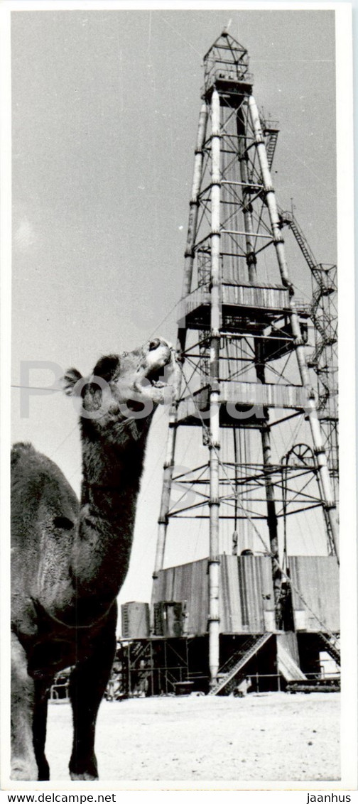 Shevchenko - Aktau - Oil Rig - Camel - Animals - Photo - 1972 - Kazakhstan USSR - Unused - Kazakistan