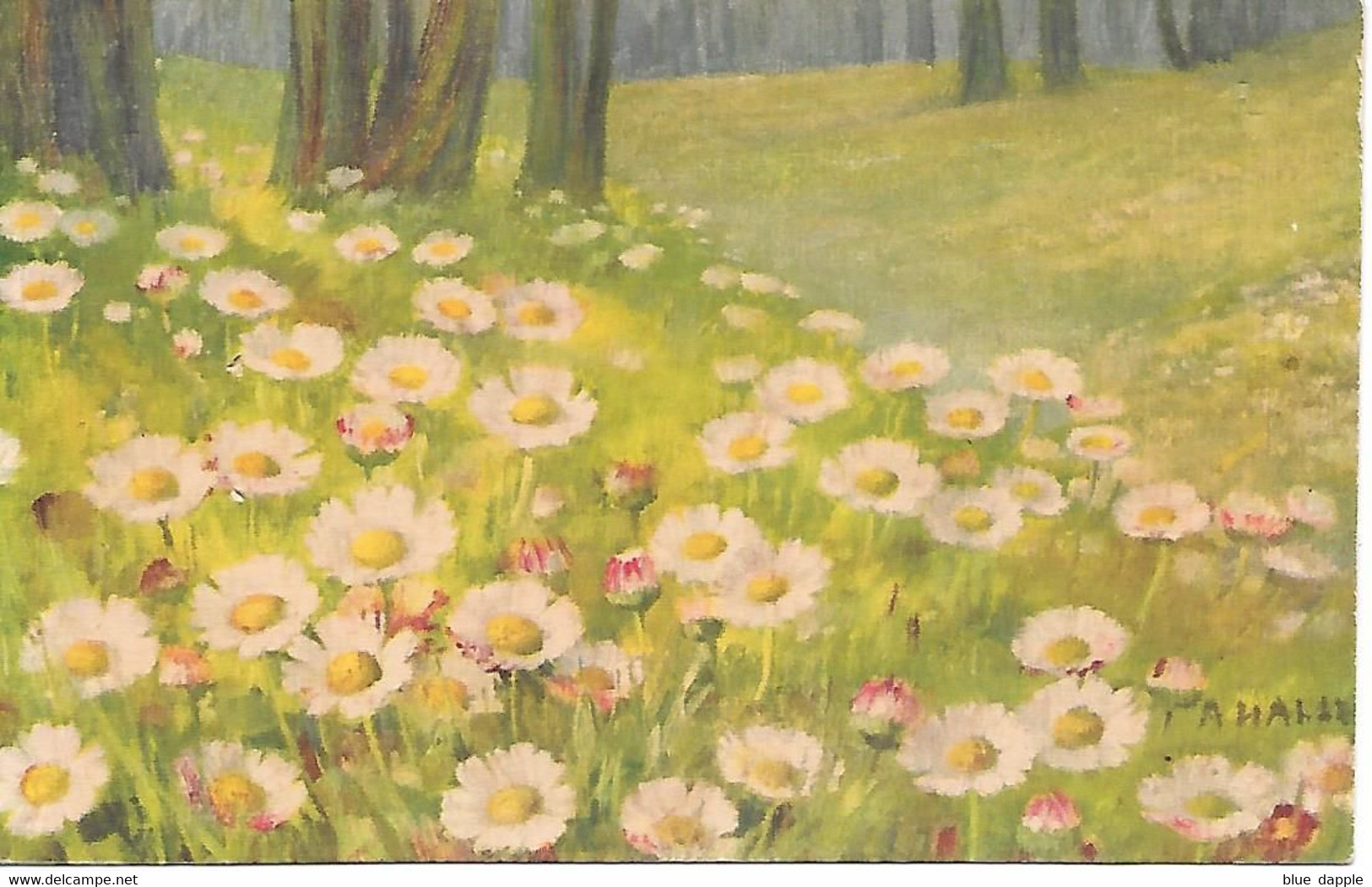 Illustrator - A. Haller - Flowers, Fleurs, Fiori, Daisies, Marguerites, Gänseblümchen, Margherite - Haller, A.