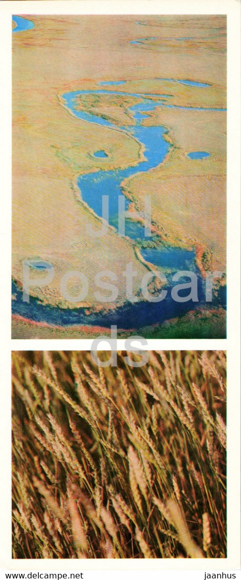 Steppe River - Golden Corn - 1976 - Kazakhstan USSR - Unused - Kazakistan