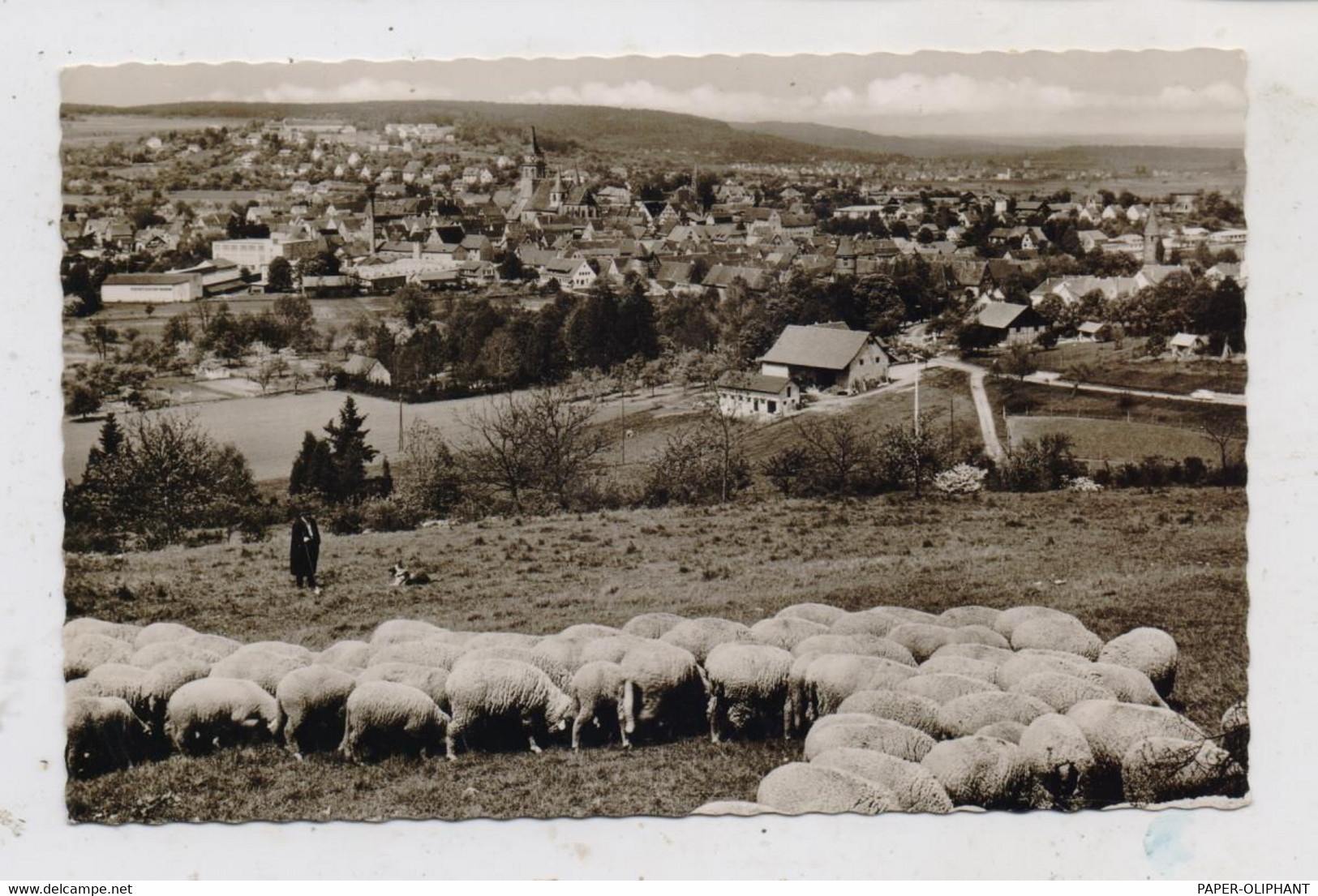 7252 WEIL DER STADT, Panorama, Schafherde, 1964 - Weil Der Stadt