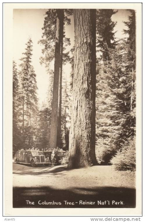 The Columbus Tree, Mt. Rainier National Park 1930s Vintage Real Photo Postcard, Tour Bus, 700 Year Old Tree - USA Nationalparks