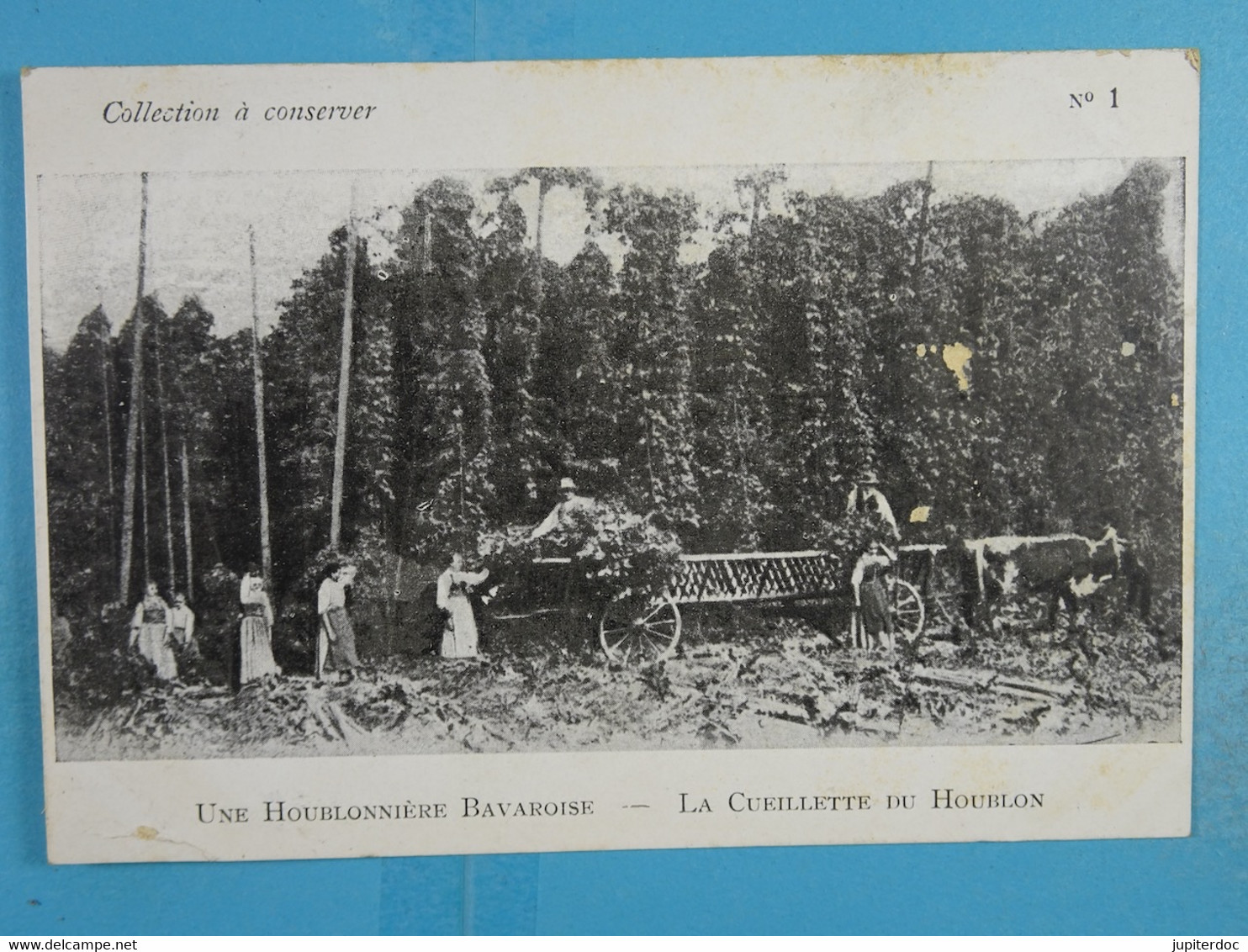 Une Houblonnière Bavaroise La Cueillete Du Houblon (Publicité Julien Bourigeaud) - Farmers