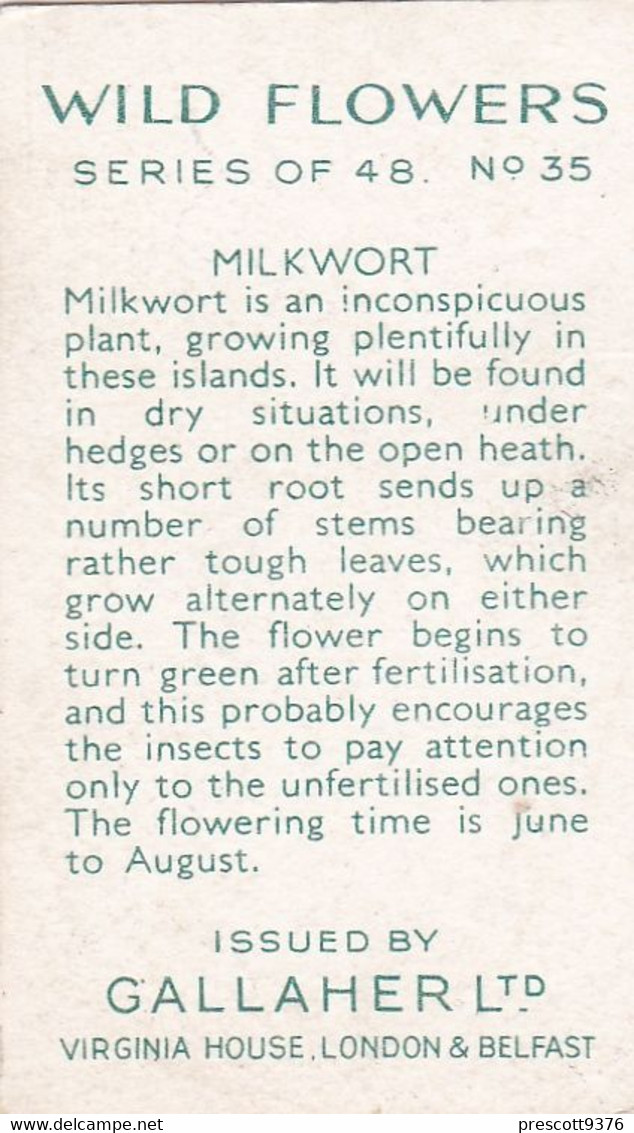 Wild Flowers 1939 - 35 Milkwort  - Gallaher Cigarette Card - Original - - Gallaher