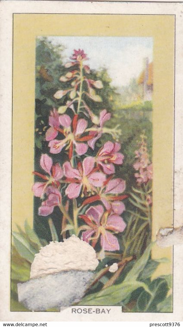 Wild Flowers 1939 - 38 Rose Bay - Gallaher Cigarette Card - Original - - Gallaher