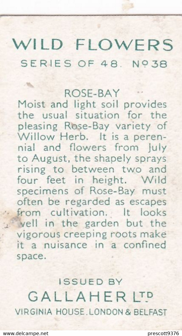 Wild Flowers 1939 - 38 Rose Bay - Gallaher Cigarette Card - Original - - Gallaher