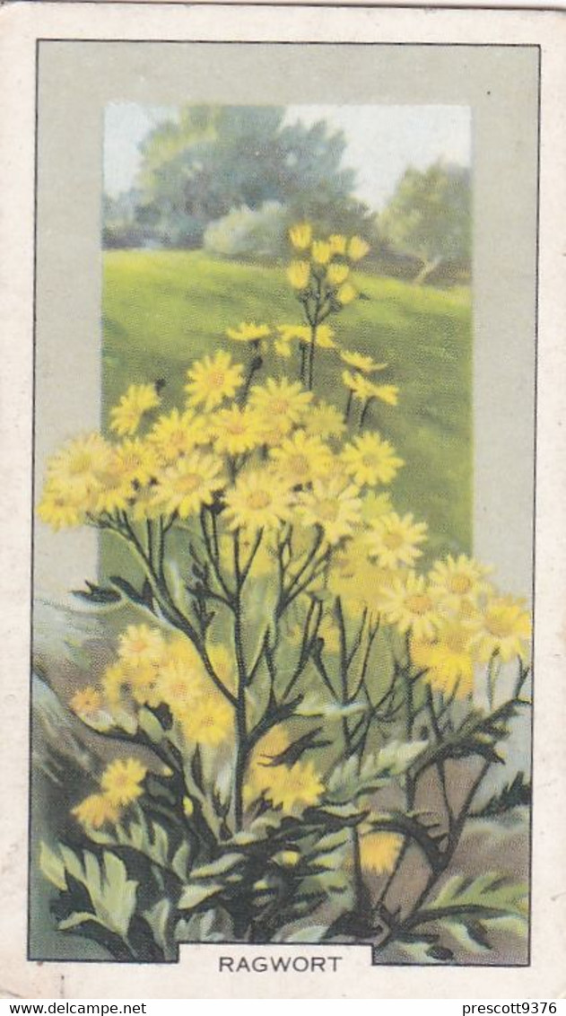 Wild Flowers 1939 - 6 Ragwort - Gallaher Cigarette Card - Original - - Gallaher