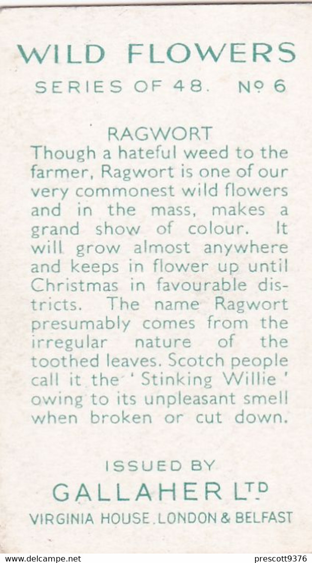 Wild Flowers 1939 - 6 Ragwort - Gallaher Cigarette Card - Original - - Gallaher