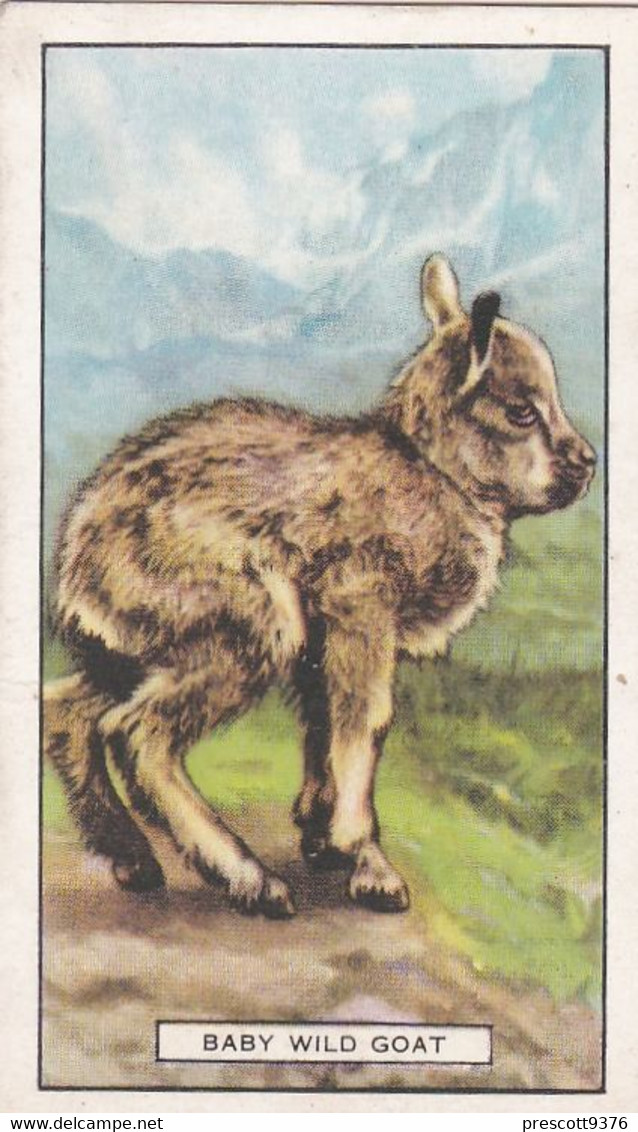 Wild Animals 1937 - 44 Baby Wild Goat - Gallaher Cigarette Card - Original - - Gallaher