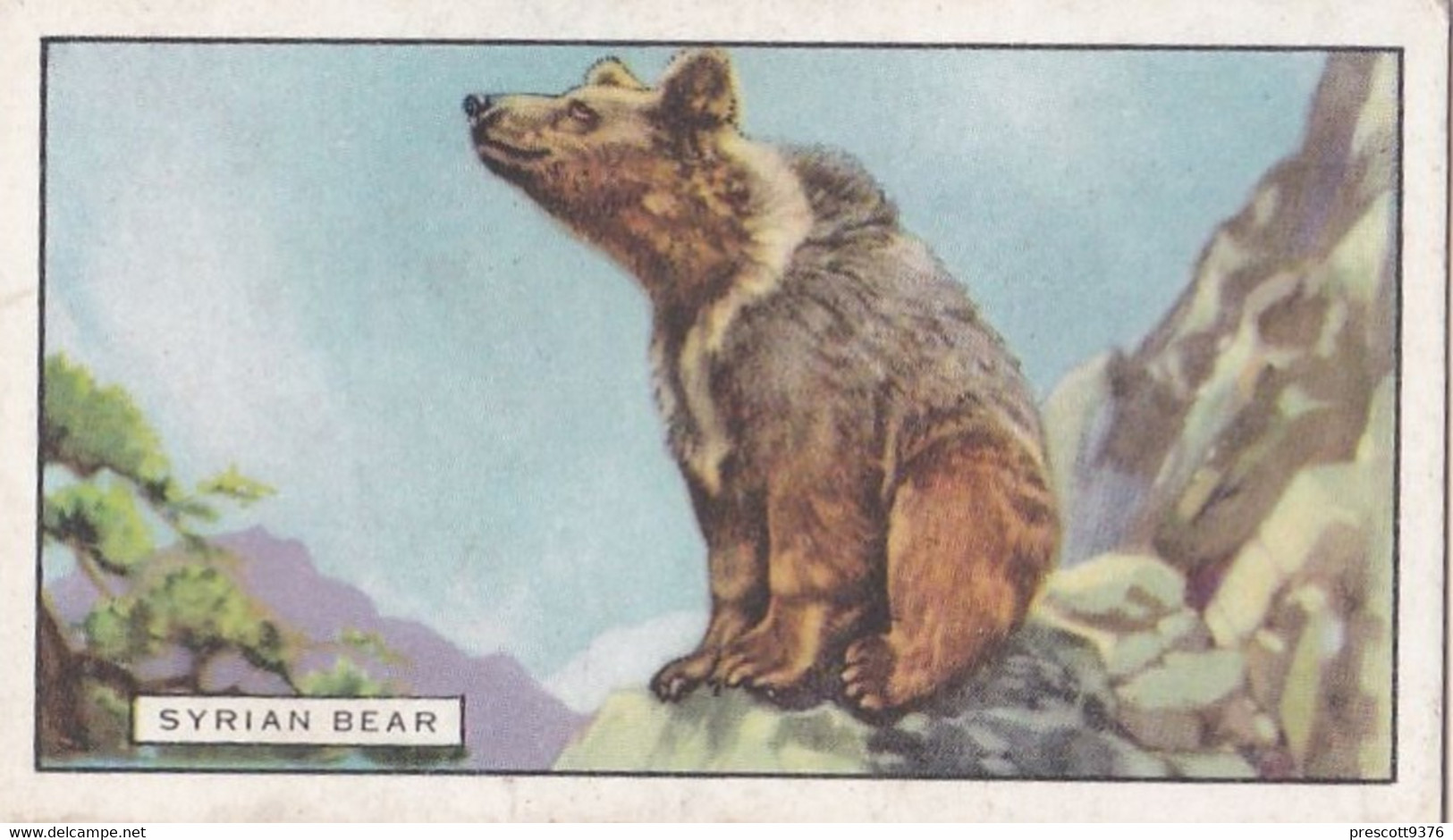 Wild Animals 1937 - 40 Syrian Bear - Gallaher Cigarette Card - Original - - Gallaher