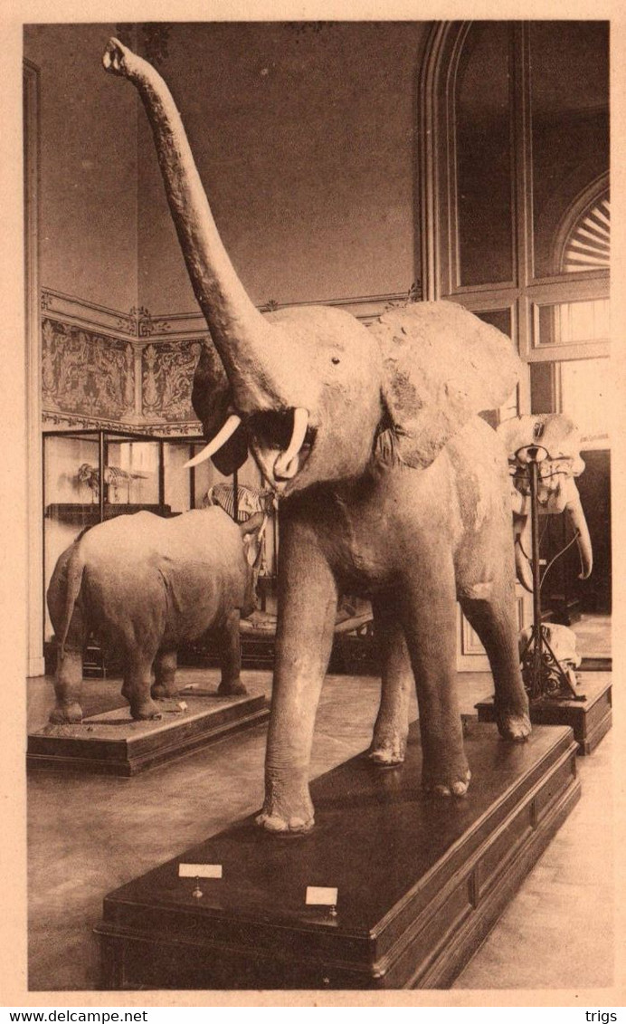 Tervueren (Musée Du Congo Belge) - L'Élephant - Tervuren