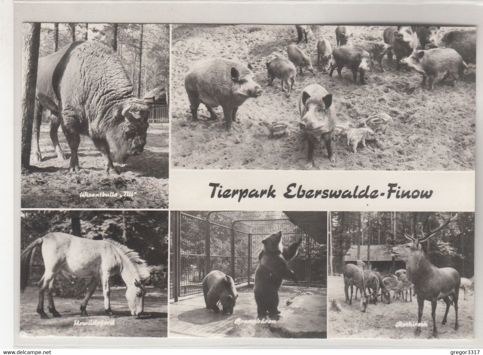 B4664) Tierpark EBERSWALDE FINOW - Unterschiedlich TIERE - Schöne S/W AK - 1979 - Eberswalde