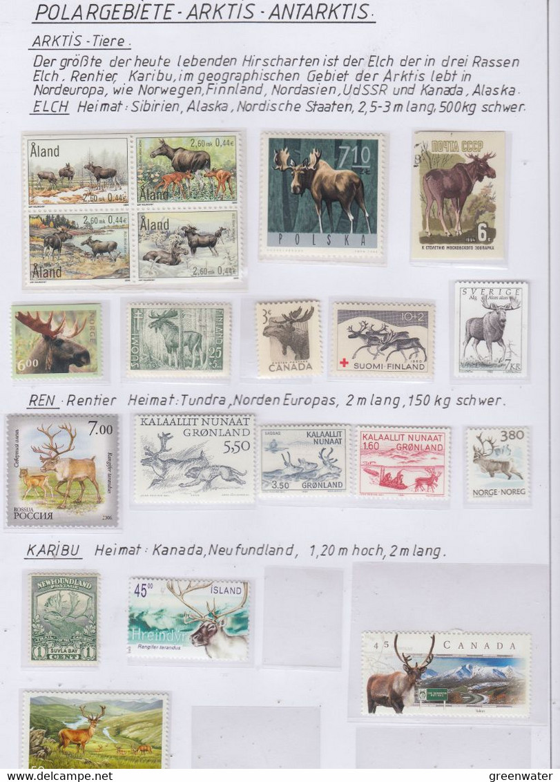 Arctica Artic Animals  (see Scan) ** Mnh (1v Russia Used) (AA169) - Arctic Wildlife