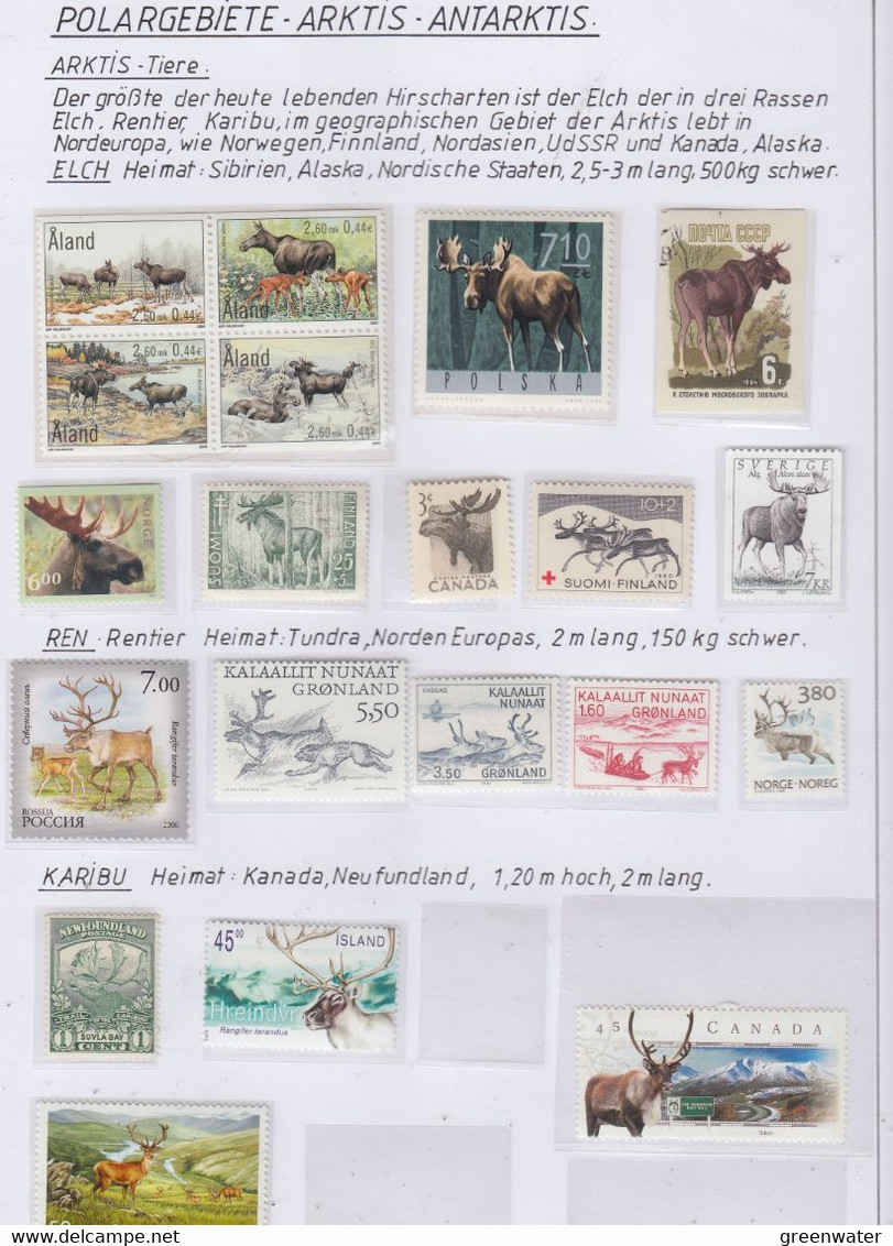 Arctica Artic Animals  (see Scan) ** Mnh (1v Russia Used) (AA169) - Arctic Tierwelt