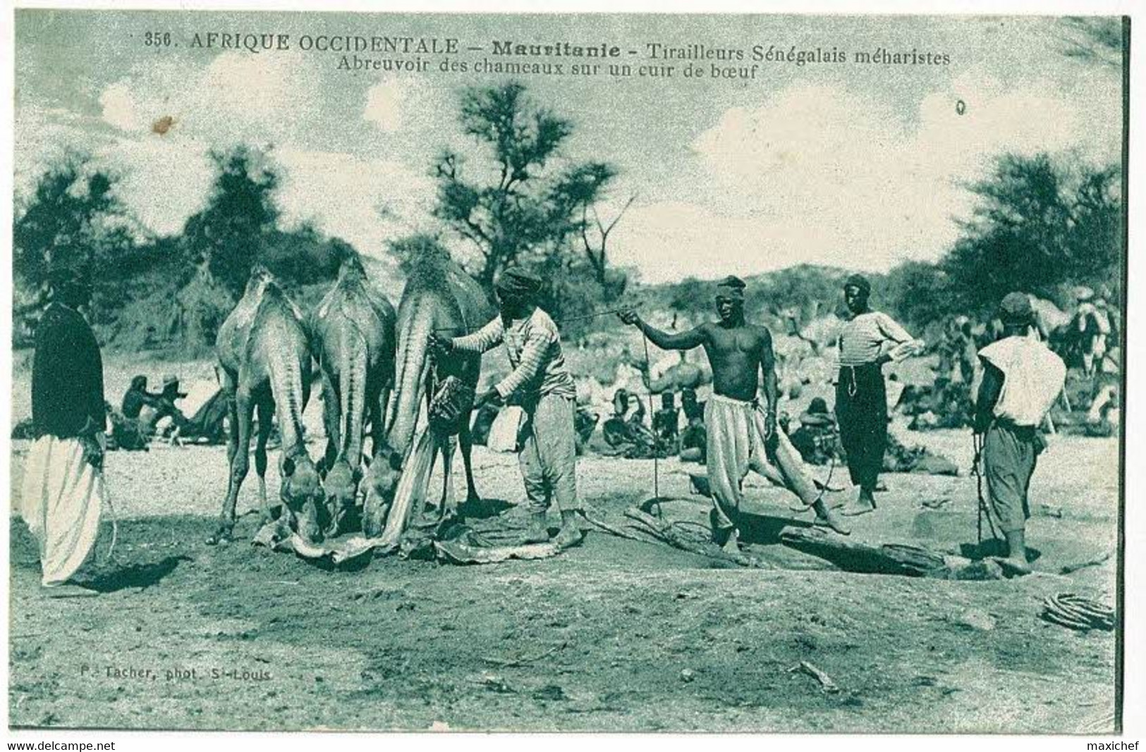 Mauritanie - Tirailleurs Sénégalais Méharistes - Abreuvoir Des Chameaux Sur Un Cuir De Boeuf - Circulé 1916 - Mauritanie