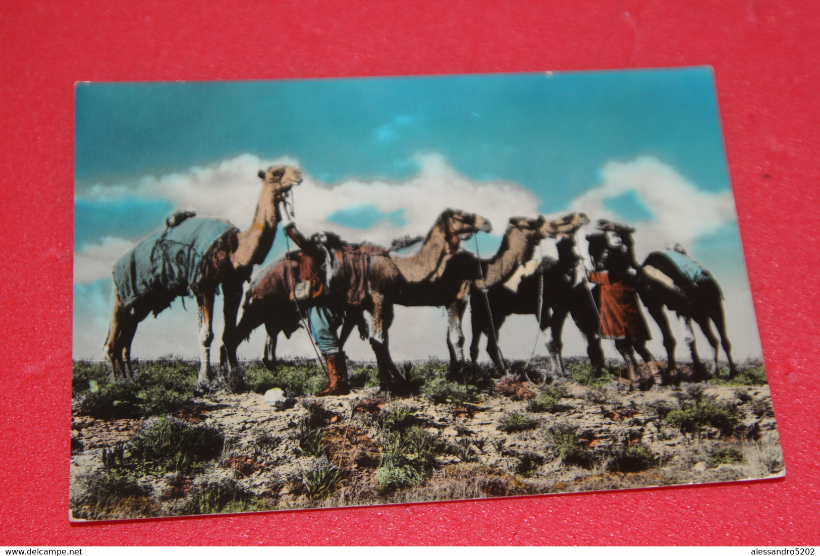 United Arab Emirates U.A.E. Camels Drivers 1963 - Emirats Arabes Unis