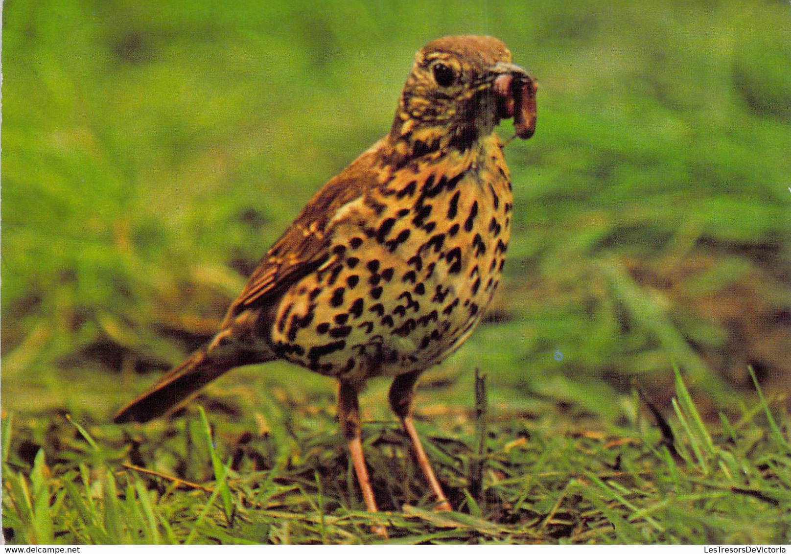 CP - OISEAUX - GRIVE Posée Sur L'herbe Avec En Son Bec Un Insecte - Oiseaux