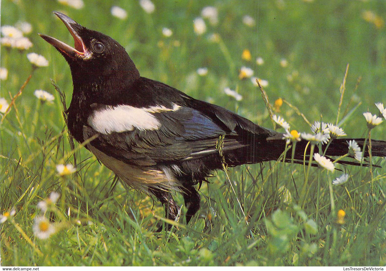 CP - OISEAUX - PIE Avec Le Bec Ouvert Posée Dans Les Marguerites - Oiseaux