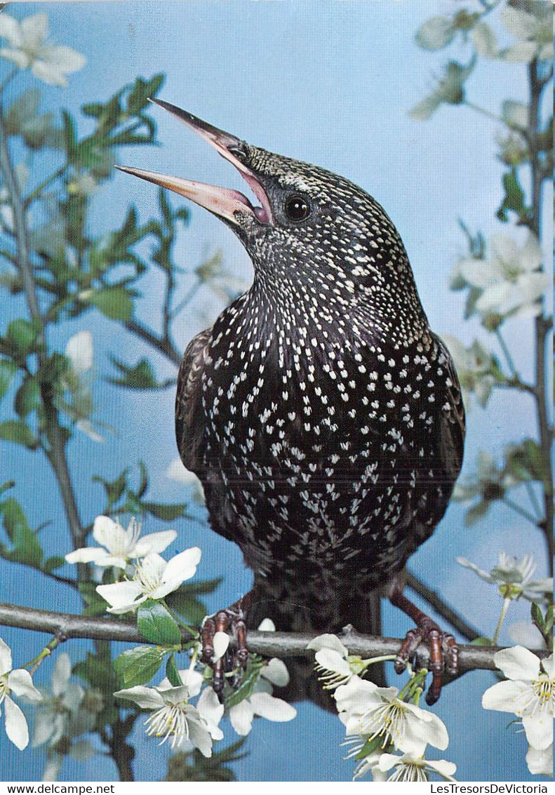 CP - OISEAUX - Etourneau Posé Sur Une Branche Le Bec Ouvert - Oiseaux