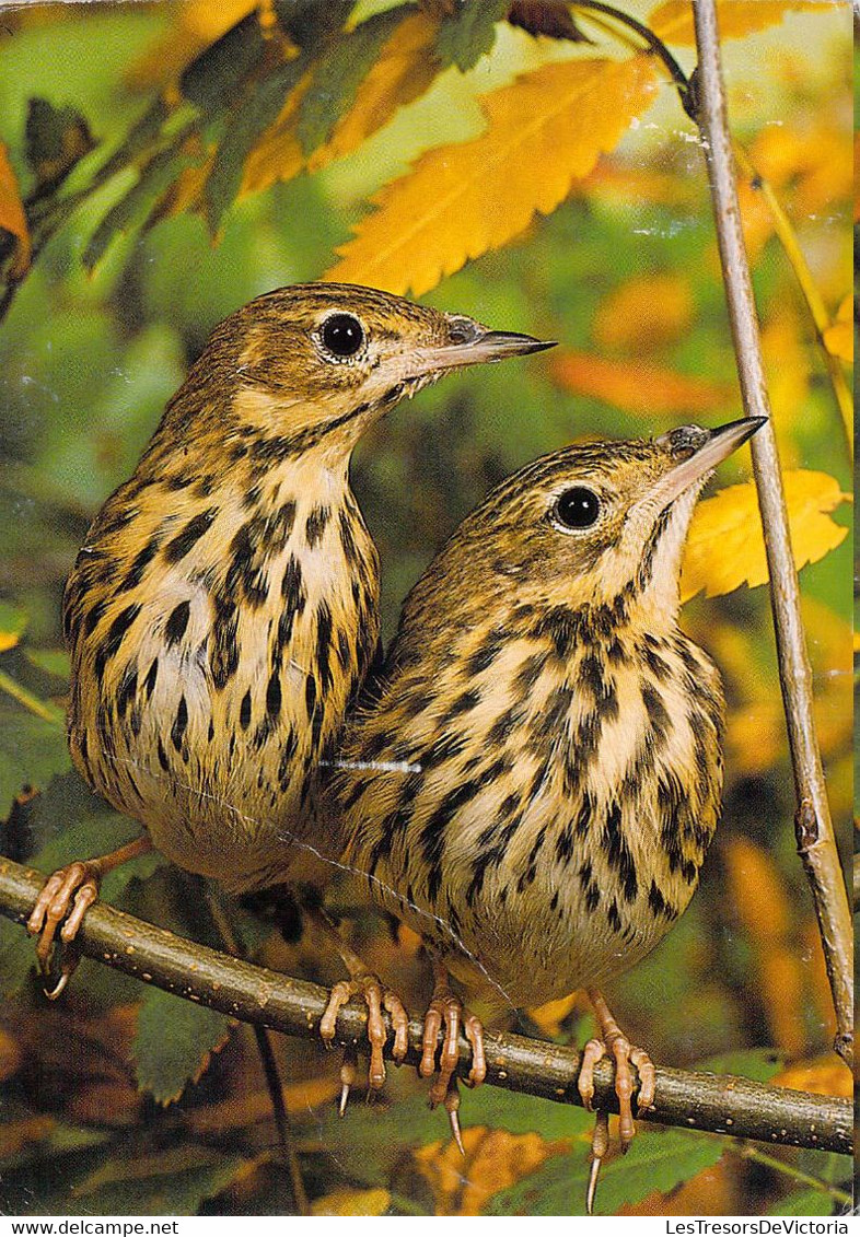 CP - OISEAUX - Deux Pipits Des Arbres Posés Sur Une Branche - Oiseaux