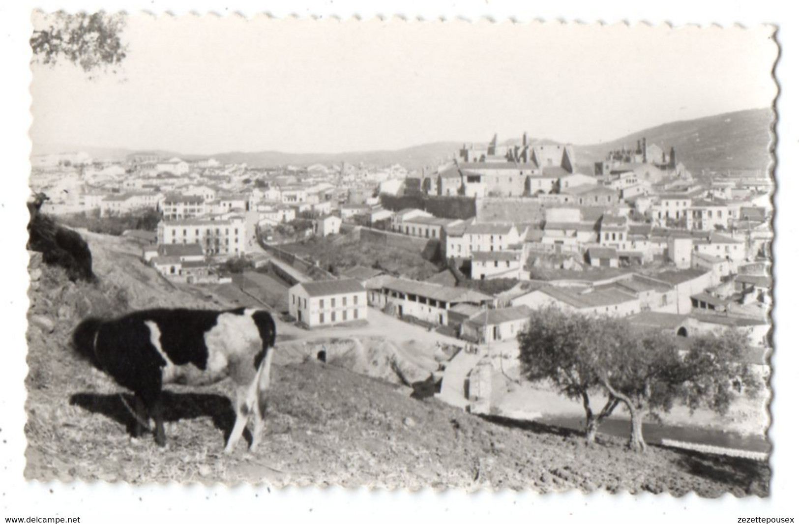 45652-ZE-ESPAGNE-PLASENCIA-Vista Parcial-------------------vache - Otros & Sin Clasificación