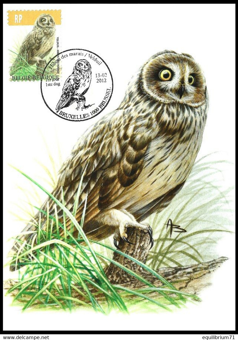 Carte Maximum / Maximum Kaart° - 4218 - Hibou Des Marais / Velduil / Kurzohrige Eule/Short-eared Owl - BUZIN - 2011-..