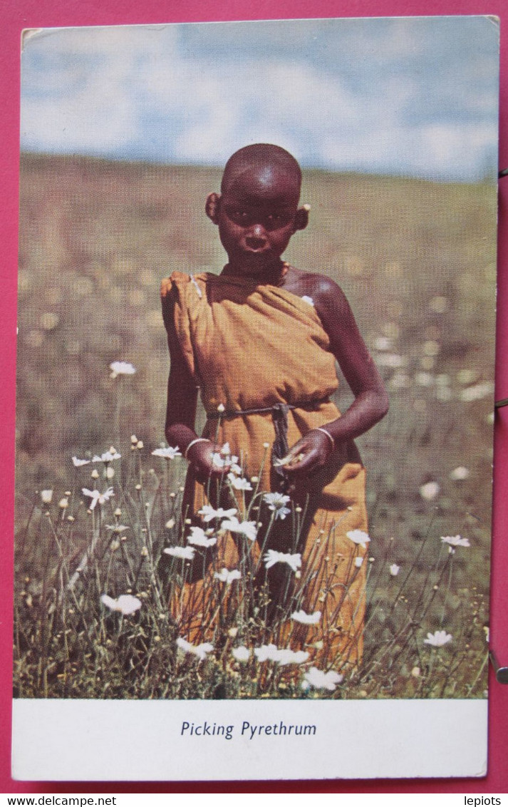Visuel Très Peu Courant - Kenya - Picking Pyrethrum - (petite Fille Qui Cueille Des Fleurs) - R/verso - Kenya