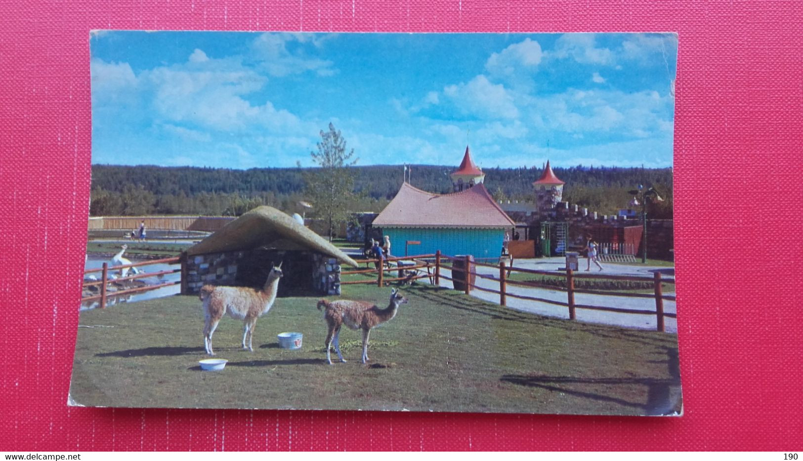 Llamas,the Children"s Zoo.Storyland Valley,Edmonton - Edmonton