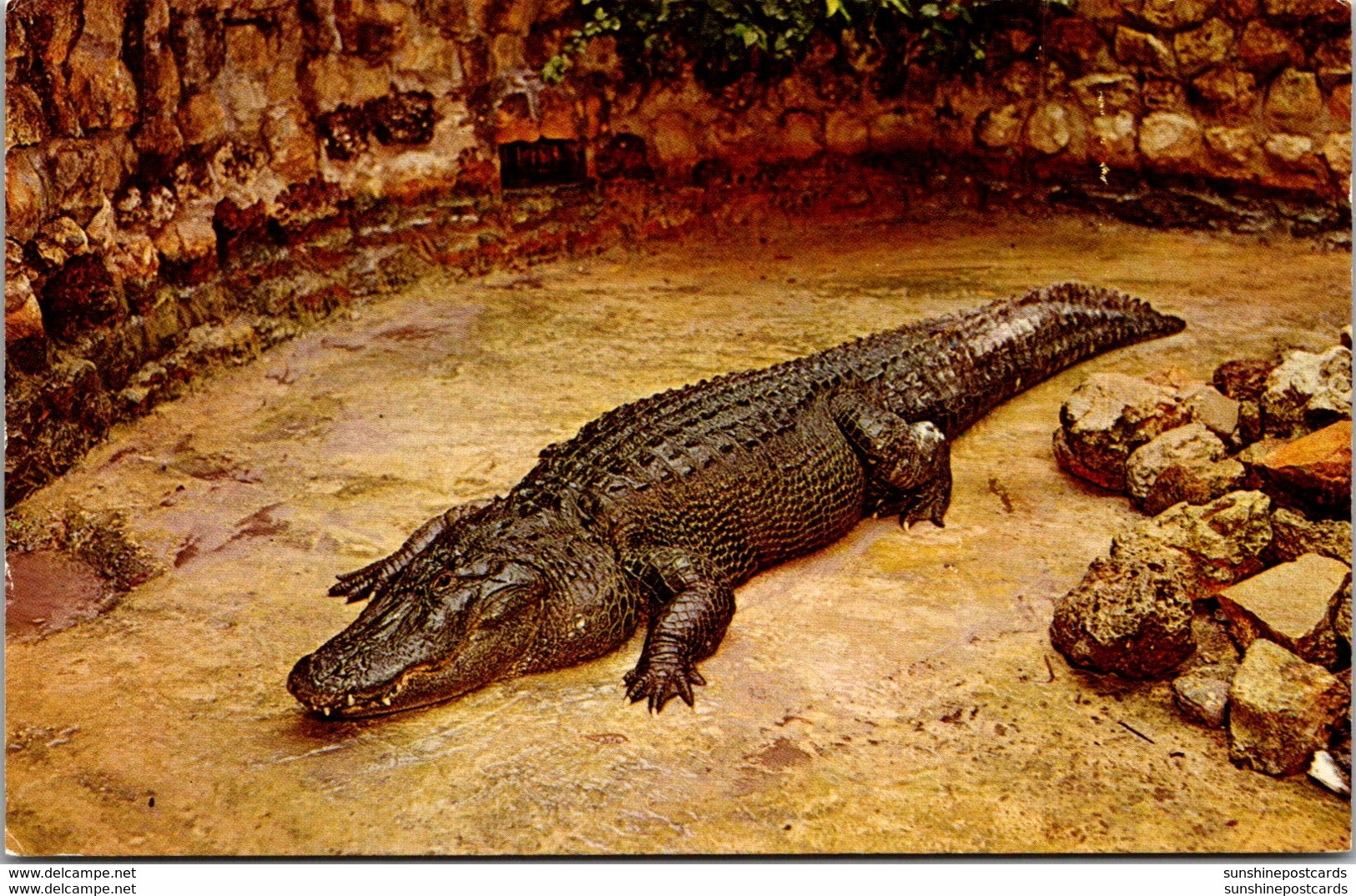Florida Sarasota Huge Florida Alligator - Sarasota