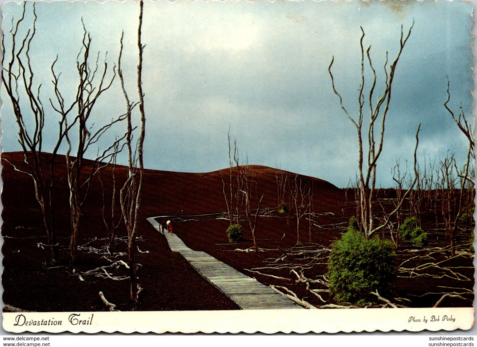 Hawaii Devastation Trail Hawaii Volcanoes National Park - Hawaï