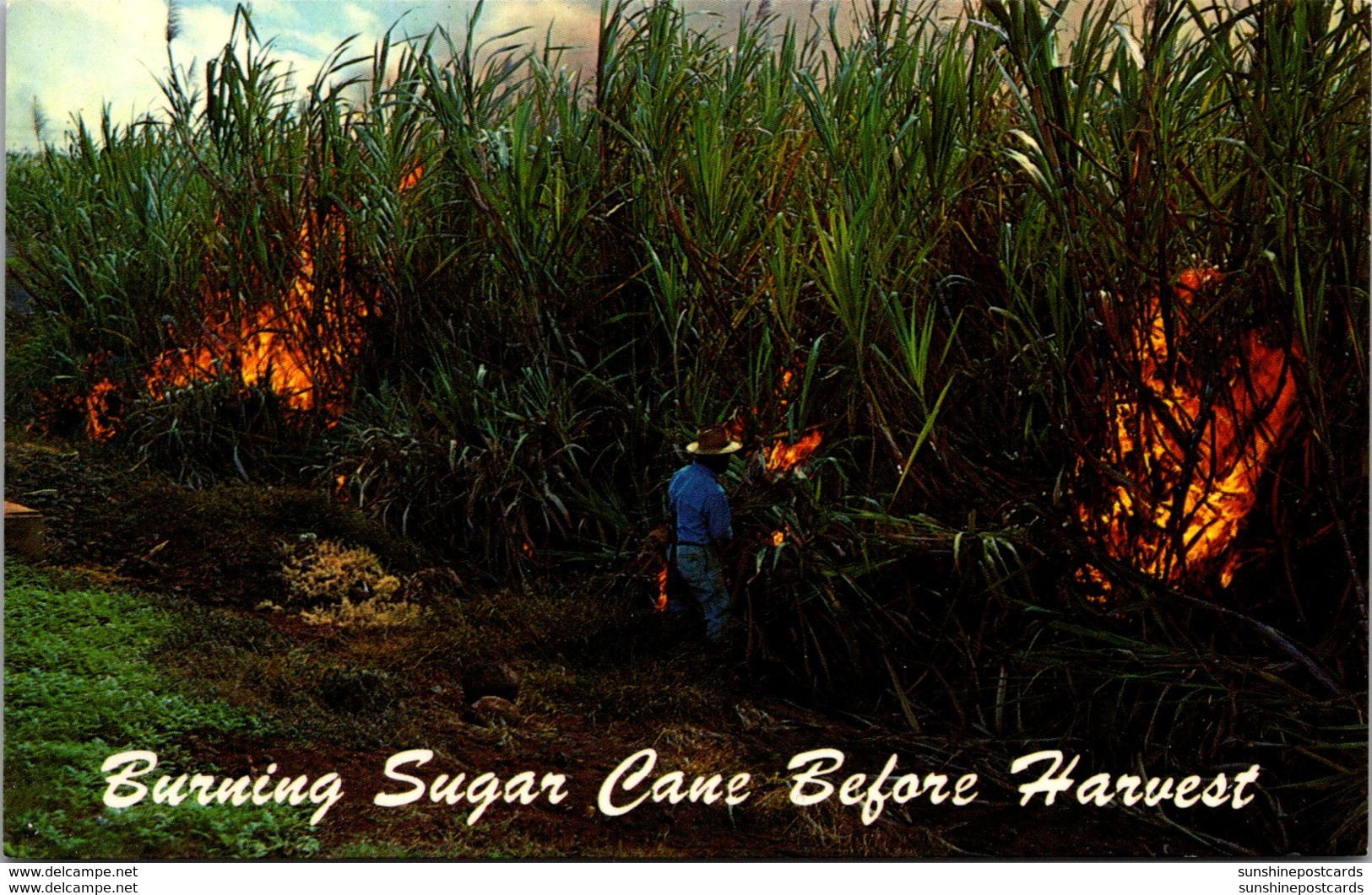 Hawaii Burning Sugar Cane Before Harvest - Hawaï
