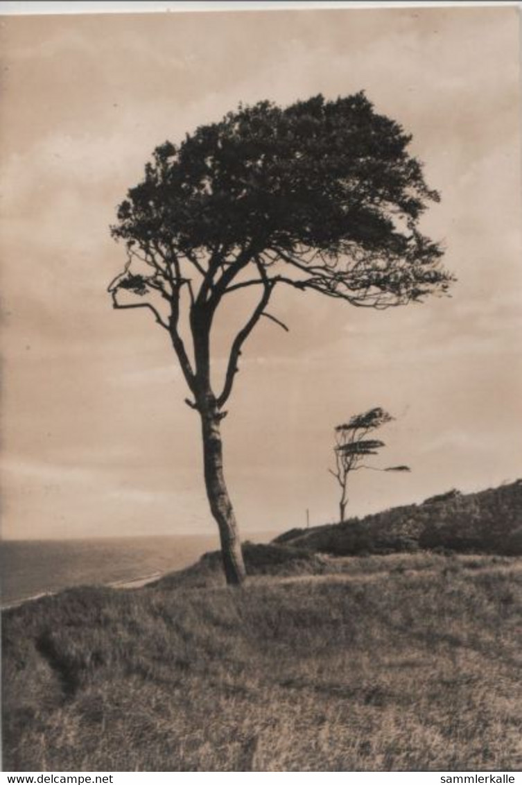 Darss - Windflüchter - Fischland/Darss