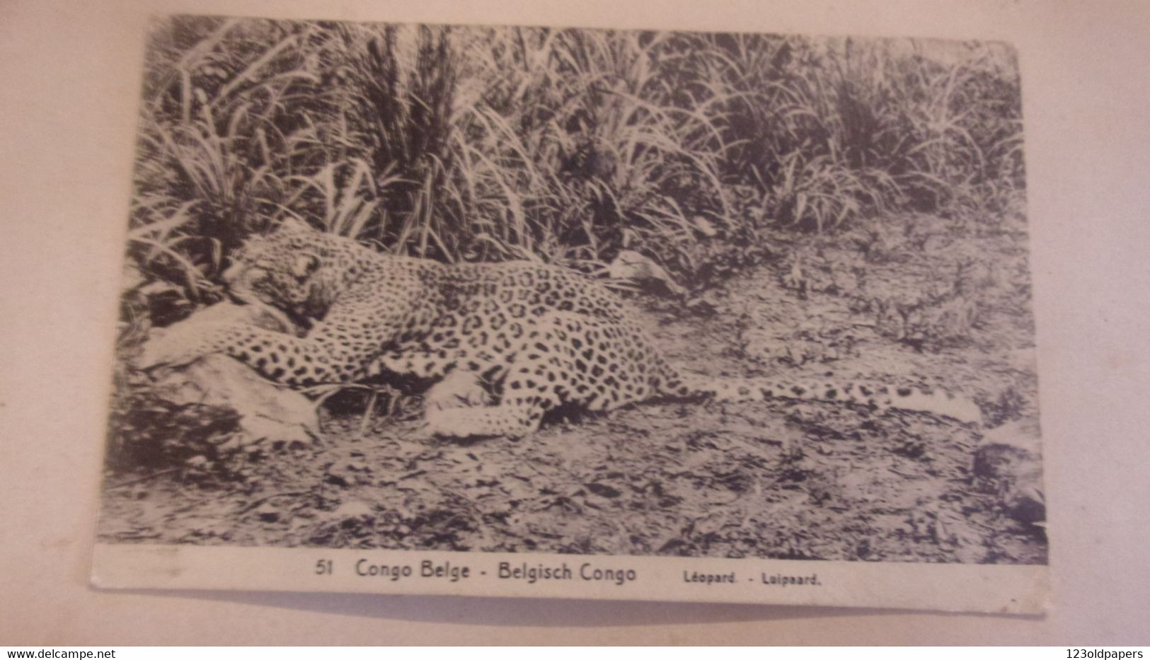 Congo Belge - Carte Postale Leopard  - Entier Postaux - Oblit Likasi - Exp Vers Macon France - Autres & Non Classés