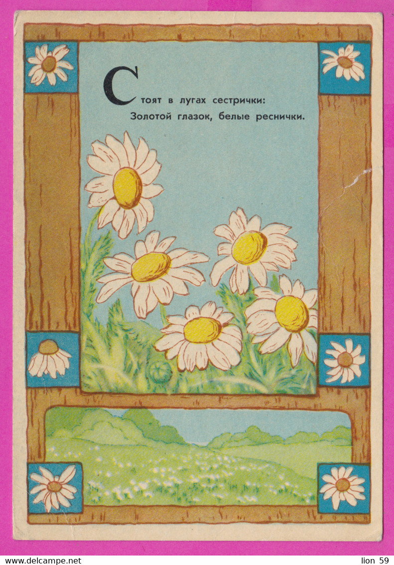 277332 / Russia Illustrator Art Alexander Pavlovich Dudnikov - POEM Mayweed Matricaire Kamillen Medicinal Plant PC 1957 - Heilpflanzen