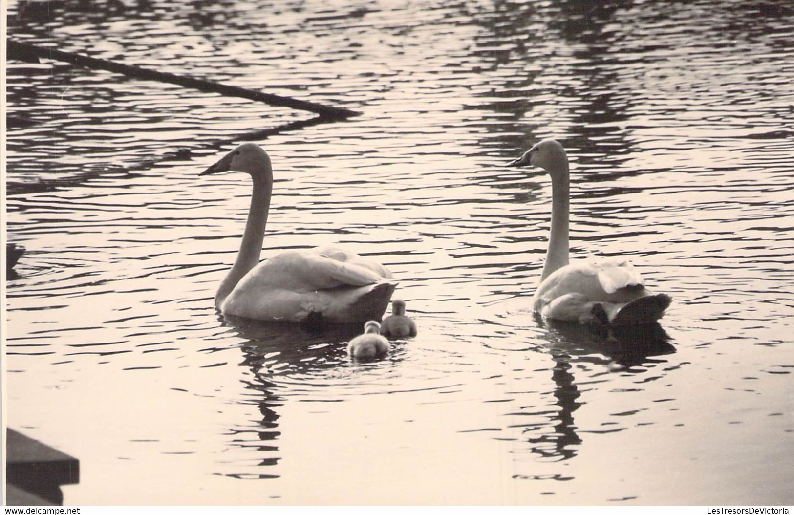 CPA - ANIMAUX - Cygnes Et Leurs Petits Sur L'eau - Oiseaux