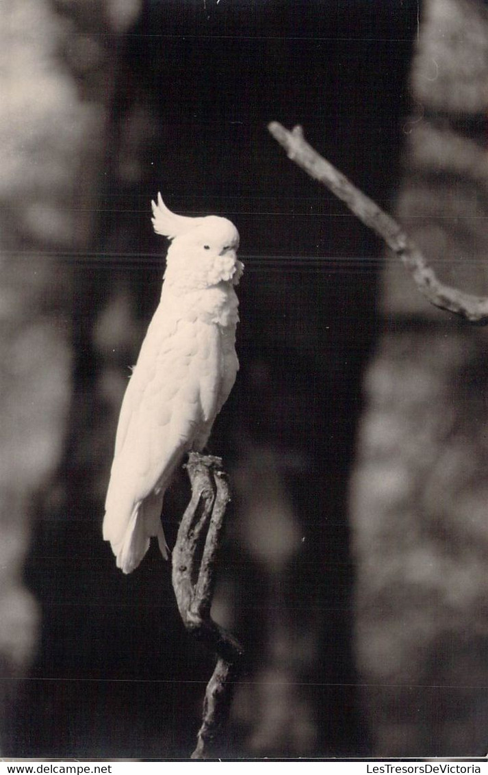 CPA - ANIMAUX - PERROQUET Blanc - Oiseaux
