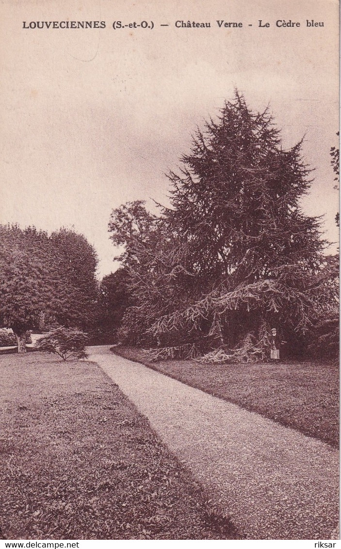 LOUVECIENNES(ARBRE) CEDRE - Louveciennes