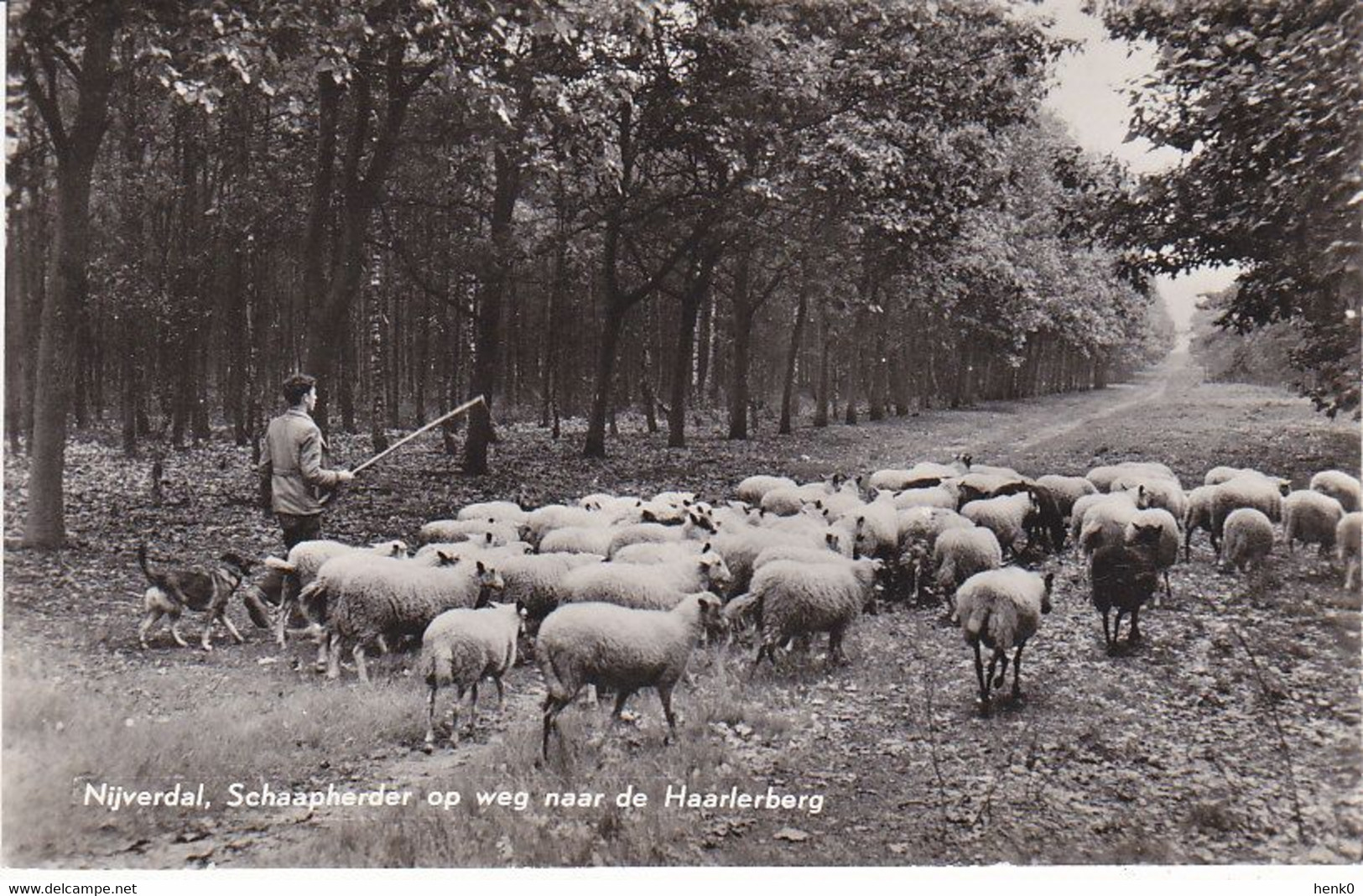 Nijverdal Schaapherder Op Weg Naar De Haarlerberg D551 - Nijverdal