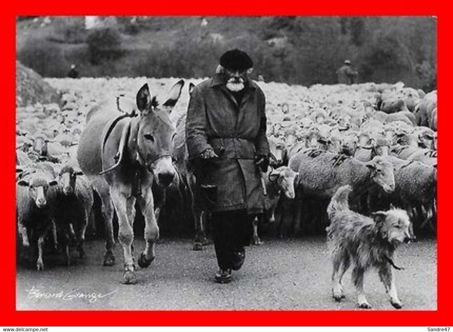 CPM/gf (05) AIGUILLES.  Fête De La Transhumance, Moutons, âne Et Berger...O1167 - Otros & Sin Clasificación