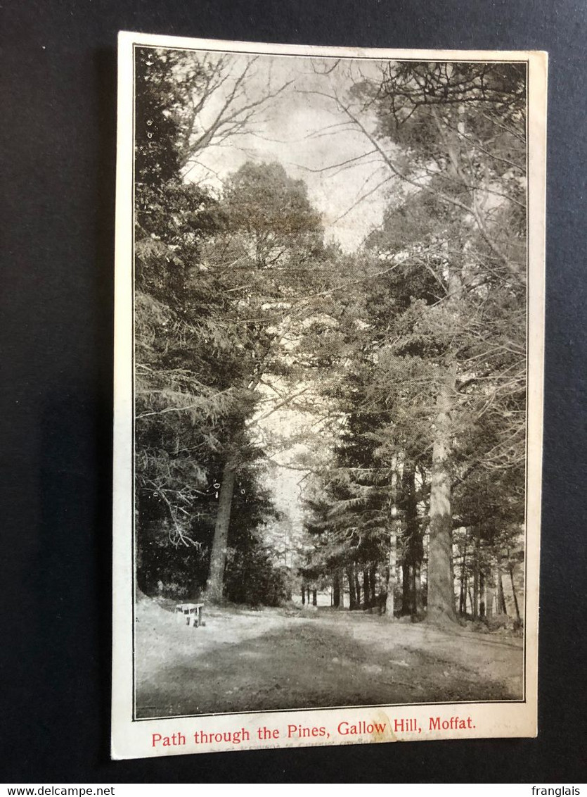 Path Through The Pines, Gallow Hill, Moffat, Unwritten Card, Carte Non écrite - Dumfriesshire