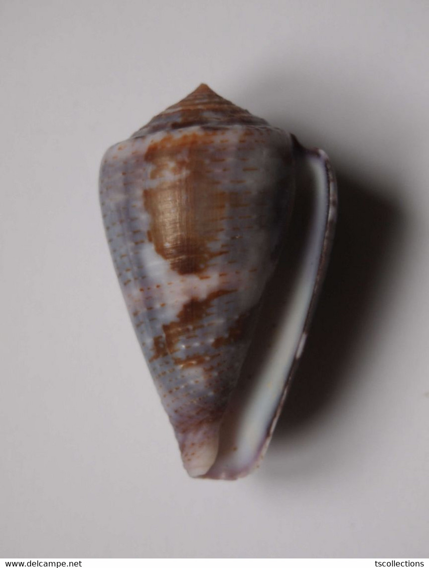 Conus Purpurascens - Coquillages