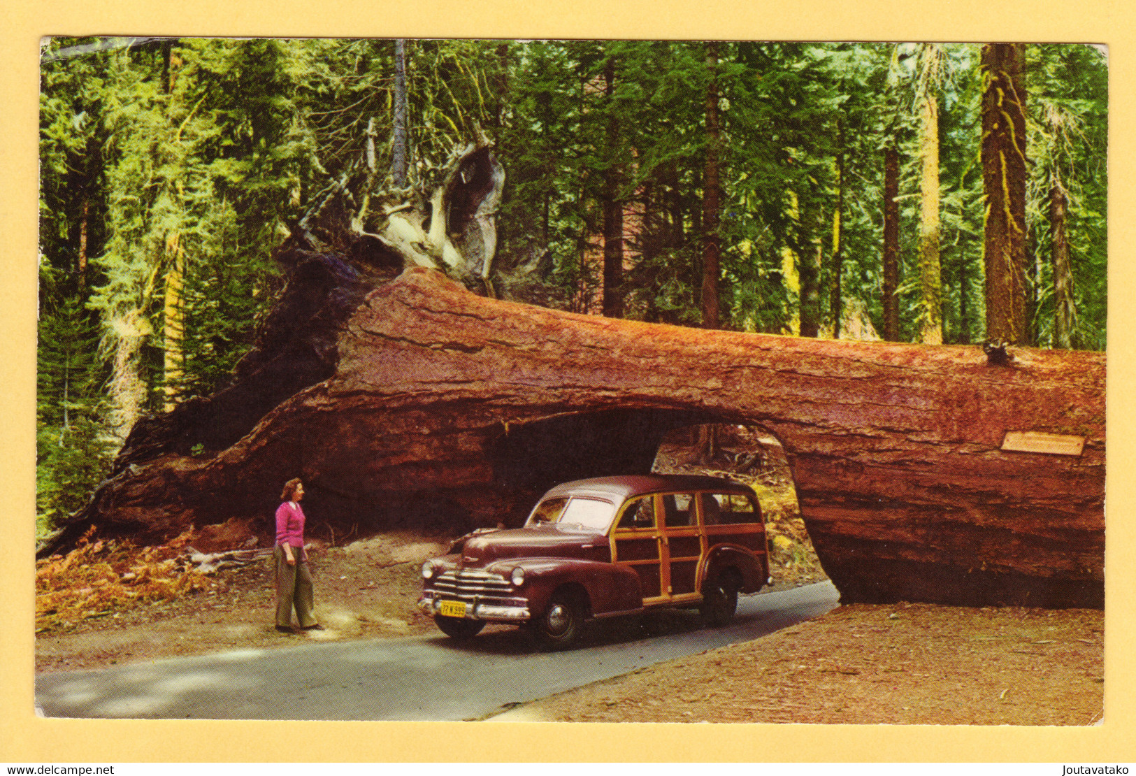 Old Car Drives Through Tunnel Tree - Sequoia Nationa Park, California, USA - Posted 1968 - USA Nationalparks