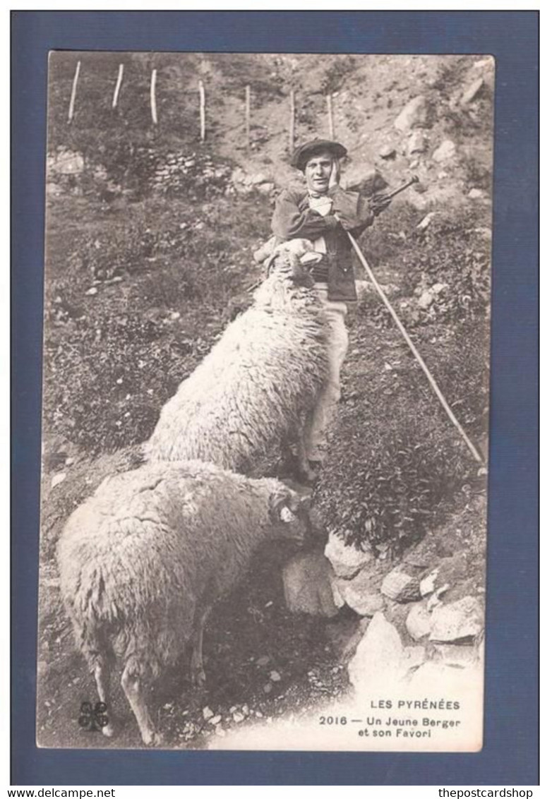 Carte Postale Ancienne Les Pyrénées - Un Jeune Berger Et Son Favori - Agriculture, élevage, Moutons, Ovins - Otros & Sin Clasificación