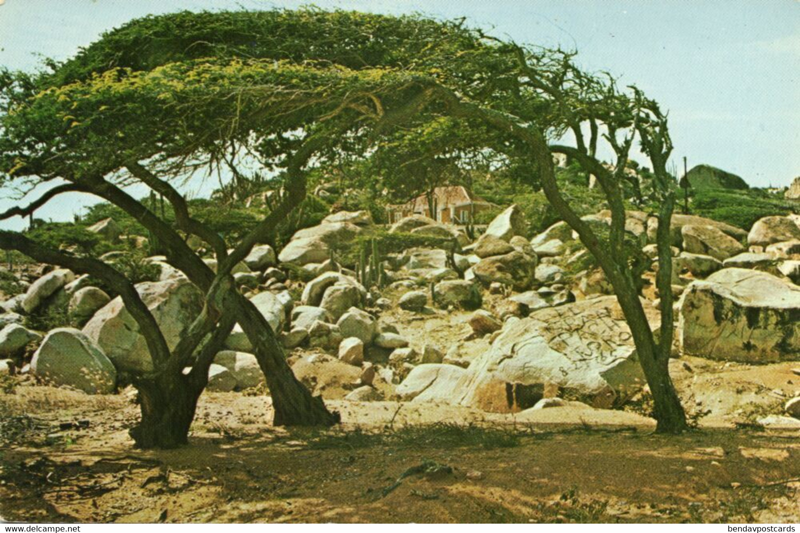 Aruba, N.A., ORANJESTAD, Divi-Divi Wind Tree, Postcard - Aruba