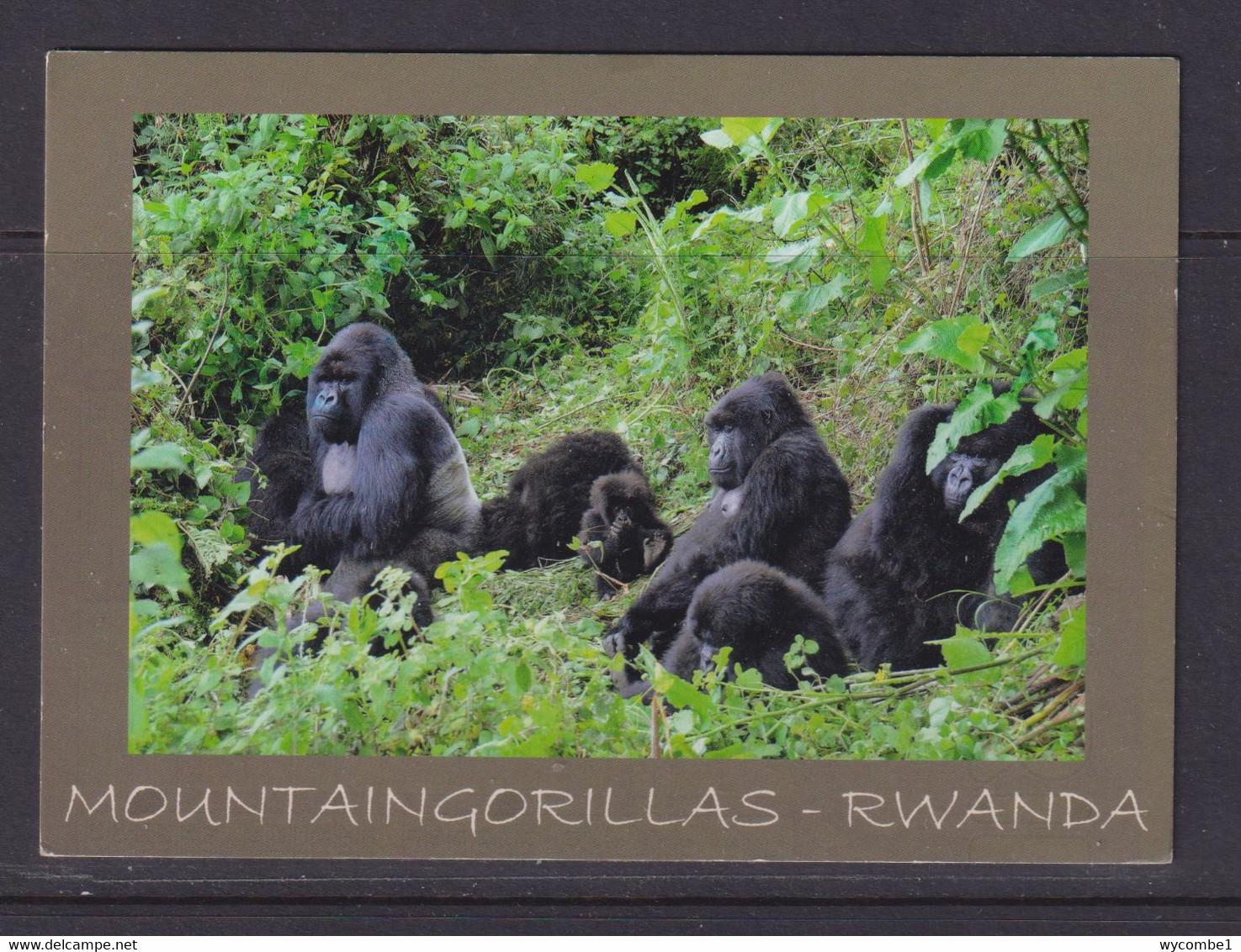 RWANDA - Mountain Gorillas Used Postcard To The UK As Scans - Rwanda