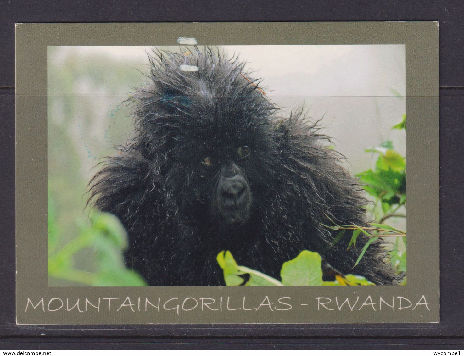 RWANDA - Baby Mountain Gorilla Used Postcard To The UK As Scans - Rwanda