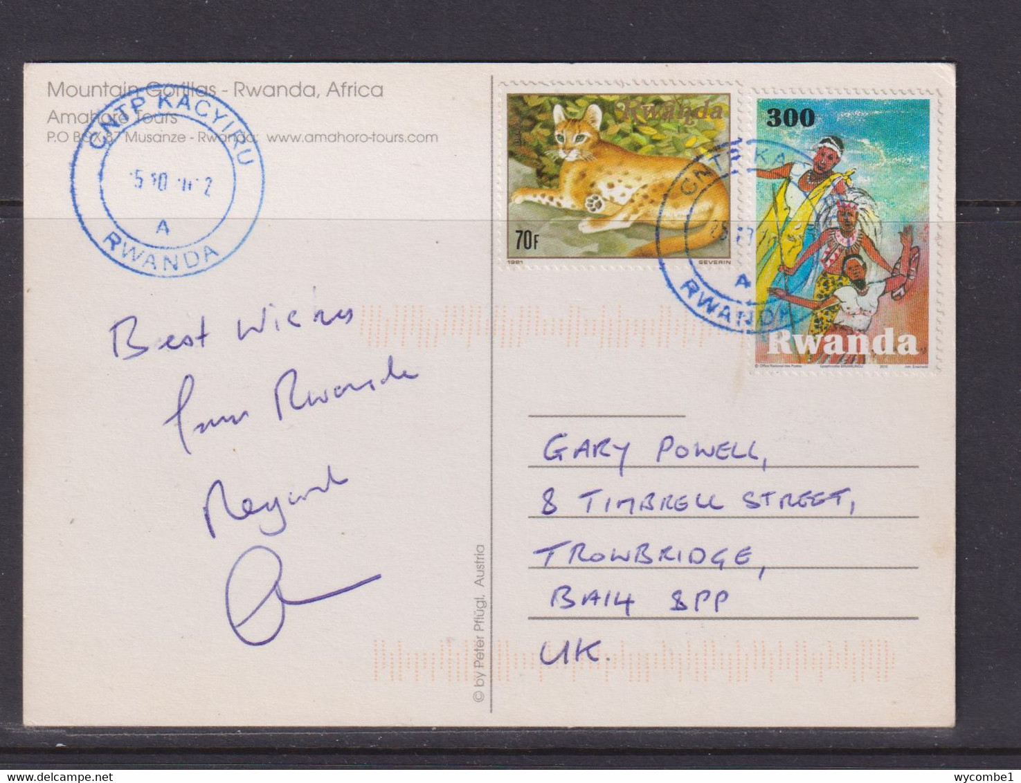 RWANDA - Baby Mountain Gorilla Used Postcard To The UK As Scans - Rwanda