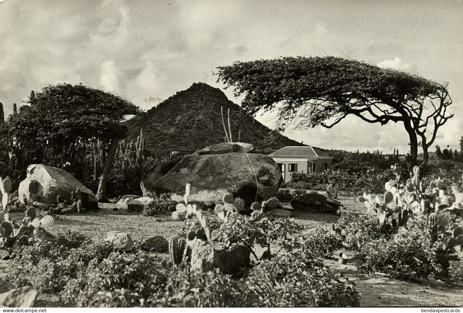 Aruba, N.A., Hooiberg Mountain, Divi-Divi Wind Tree (1950s) RPPC Postcard - Aruba